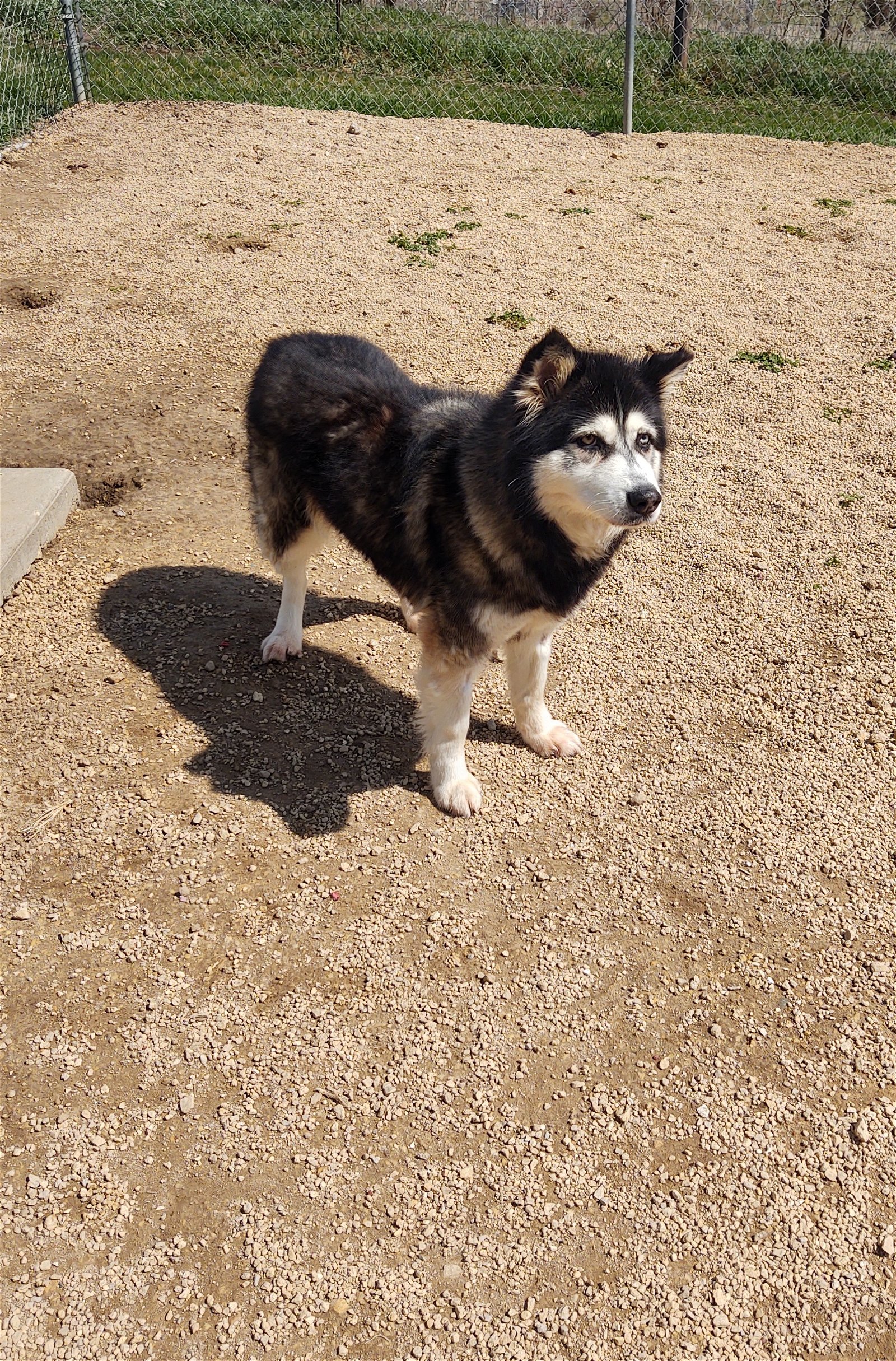 adoptable Dog in Maquoketa, IA named Winter