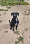 adoptable Dog in Maquoketa, IA named Dominic