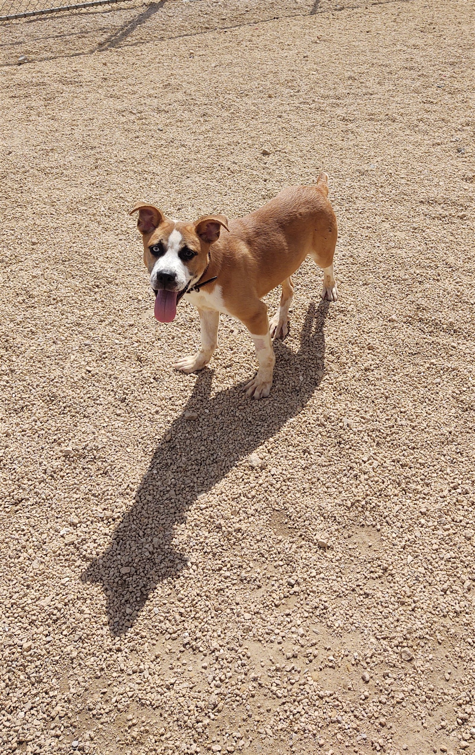 adoptable Dog in Maquoketa, IA named Flash