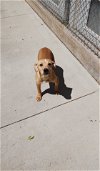 adoptable Dog in  named Ruff