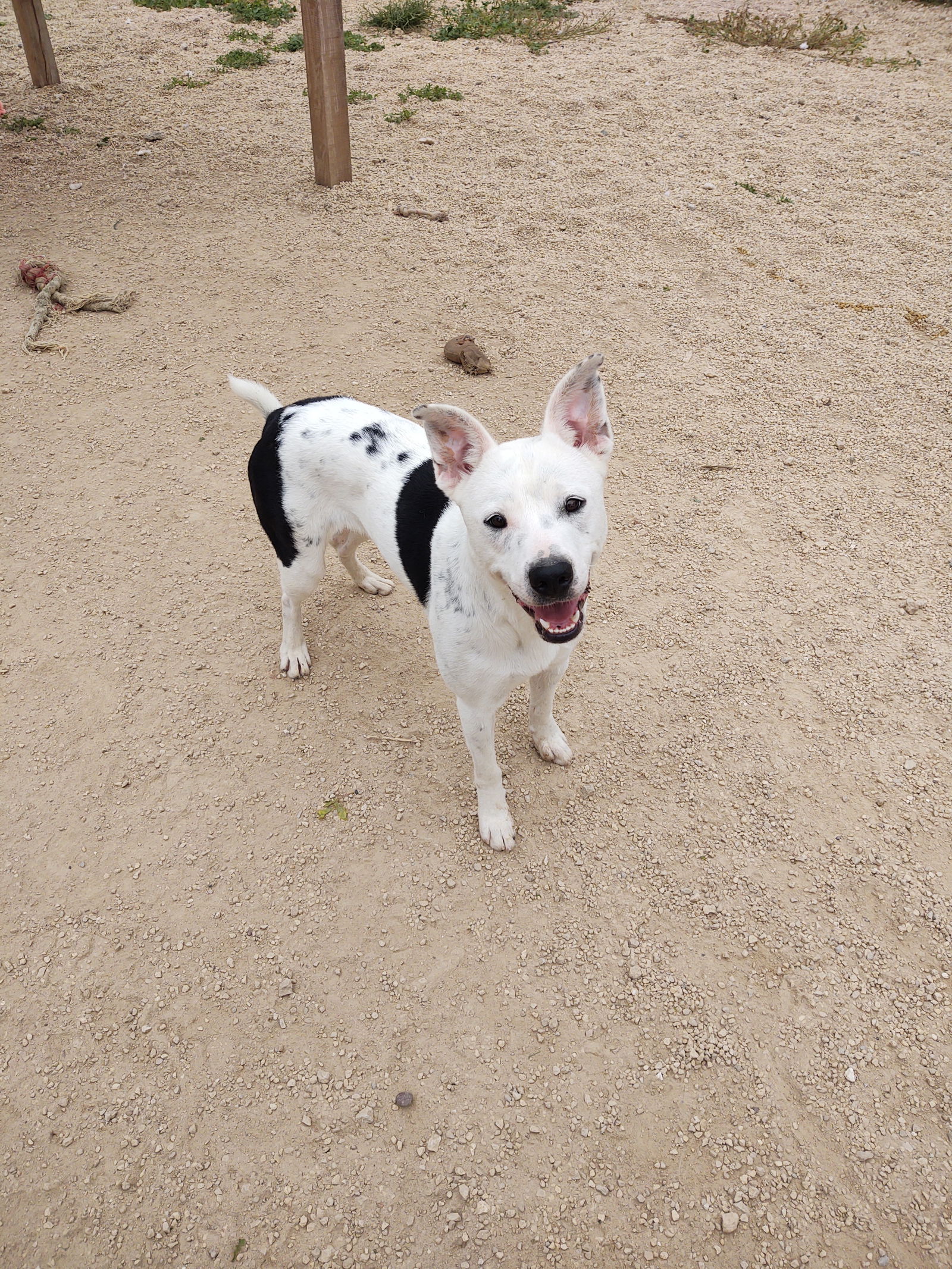 adoptable Dog in Maquoketa, IA named Sugar