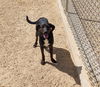 adoptable Dog in Maquoketa, IA named Rowdy