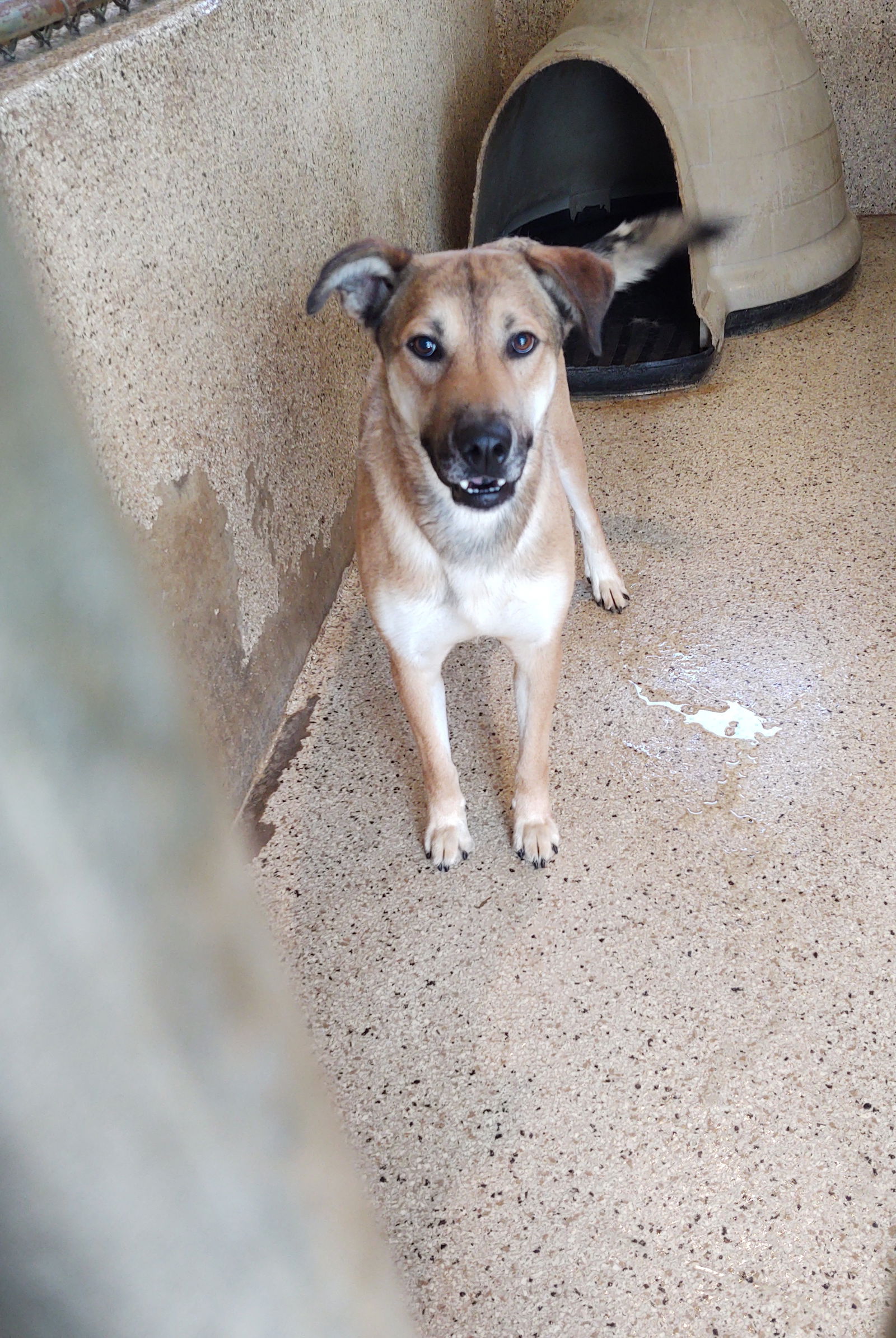 adoptable Dog in Maquoketa, IA named Triste