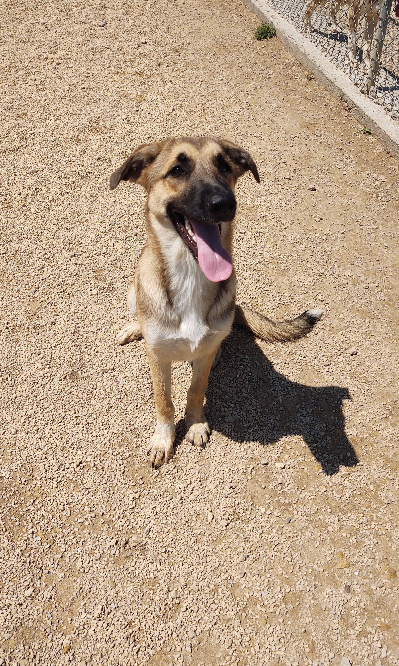 adoptable Dog in Maquoketa, IA named Jazzy