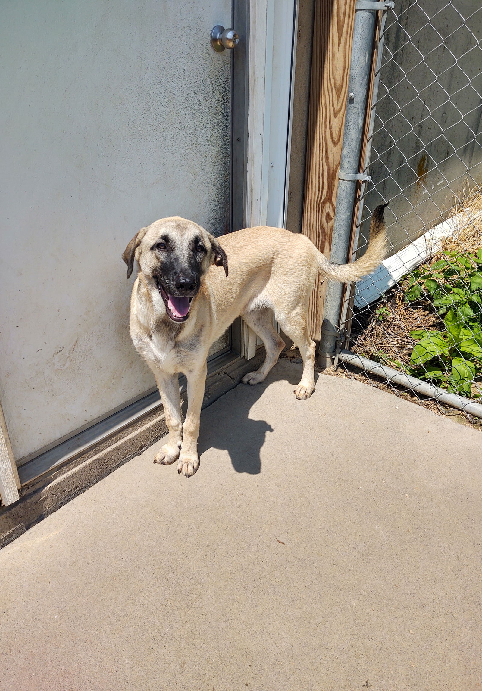 adoptable Dog in Maquoketa, IA named Jessica