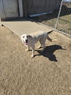 adoptable Dog in  named Odie