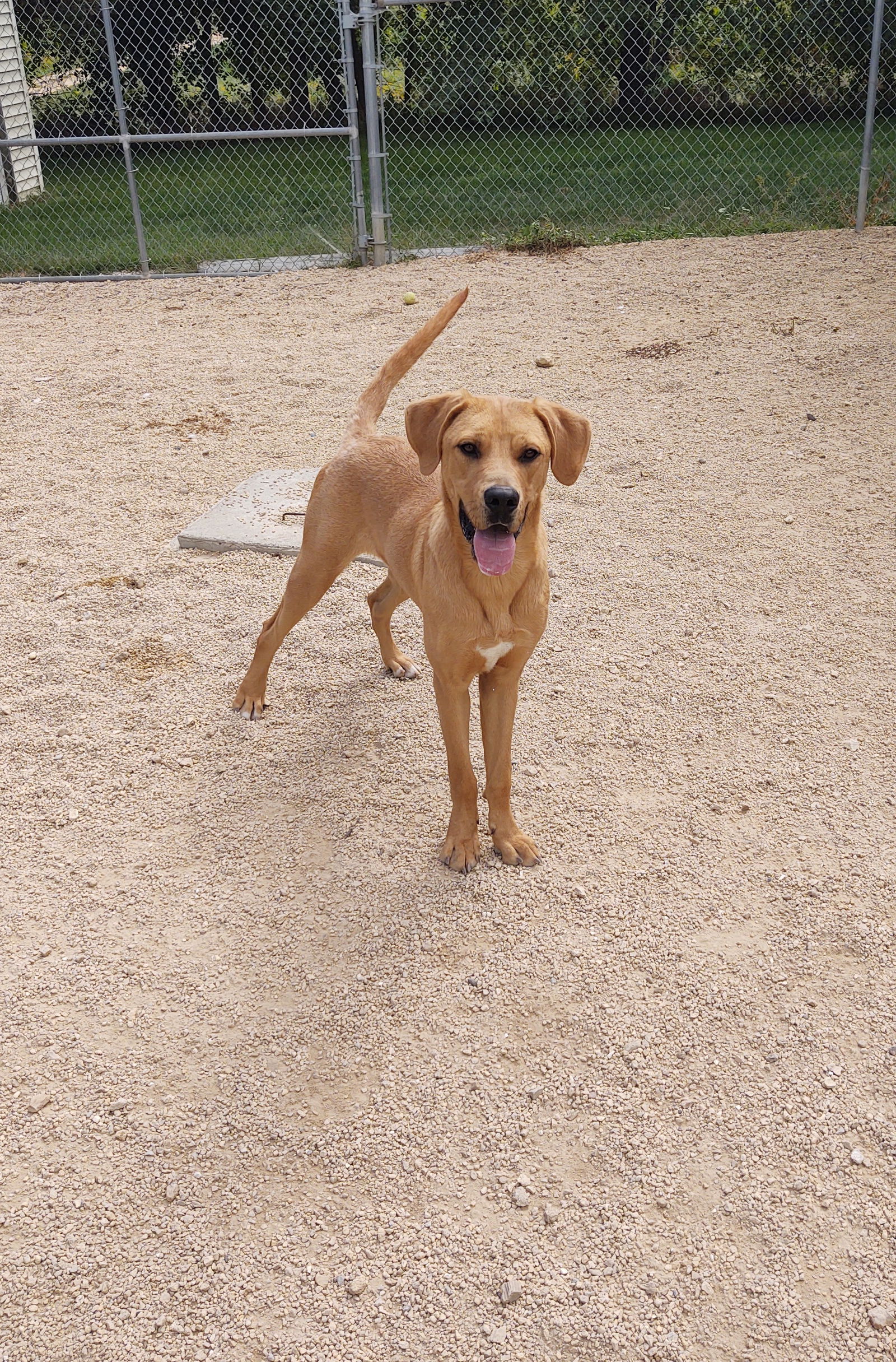 adoptable Dog in Maquoketa, IA named Scooby