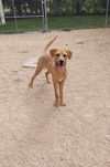 adoptable Dog in , IA named Scooby