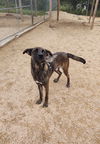 adoptable Dog in , IA named Lex