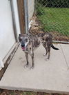 adoptable Dog in , IA named Ruger