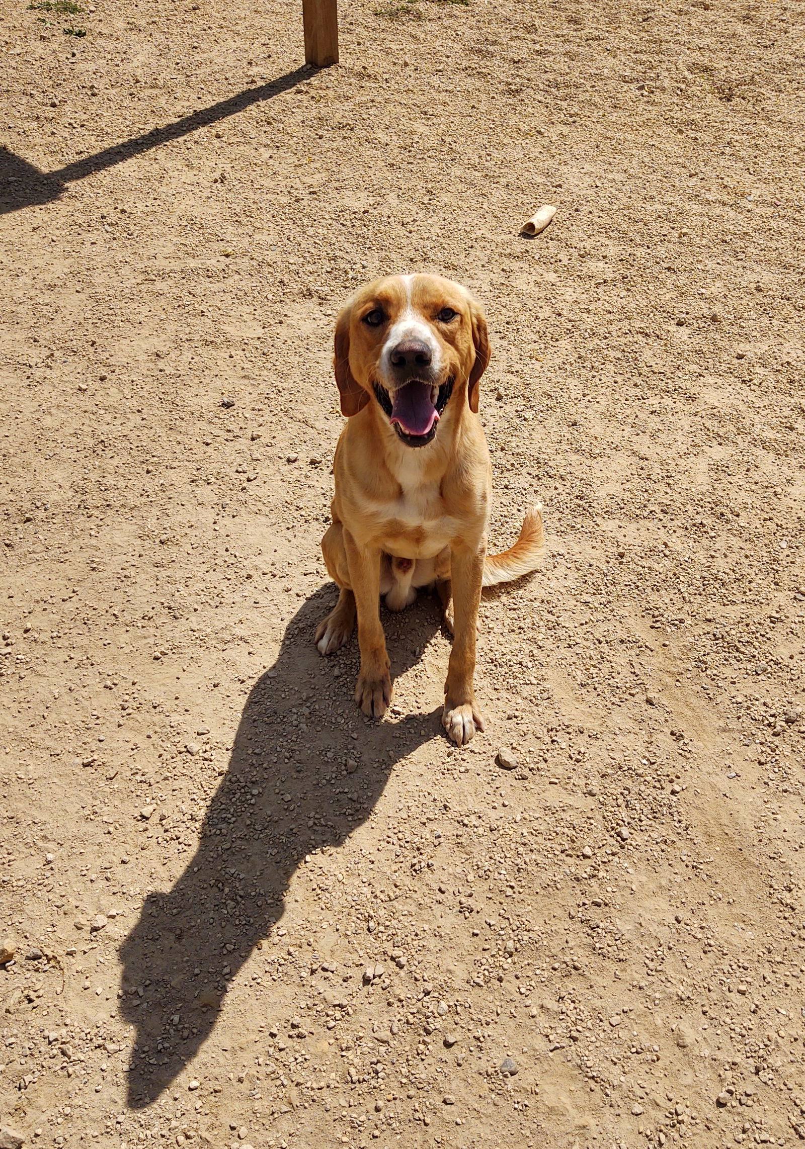 adoptable Dog in Maquoketa, IA named Toby