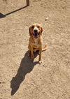 adoptable Dog in , IA named Toby