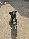 adoptable Dog in maquoketa, IA named Lilly