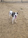adoptable Dog in , IA named Charlie
