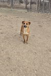 adoptable Dog in , IA named Bert