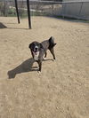 adoptable Dog in , IA named Cyrberous