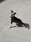 adoptable Dog in  named Fitzgerald