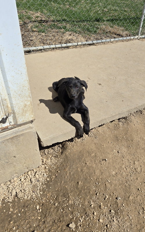 ROMEE - Black Labrador Retriever / German Shorthaired Pointer available for adoption