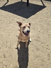 adoptable Dog in maquoketa, IA named Milo