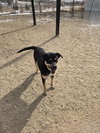 Daphne - Photo 1