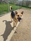 adoptable Dog in  named Buddy