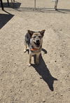 adoptable Dog in  named Addison