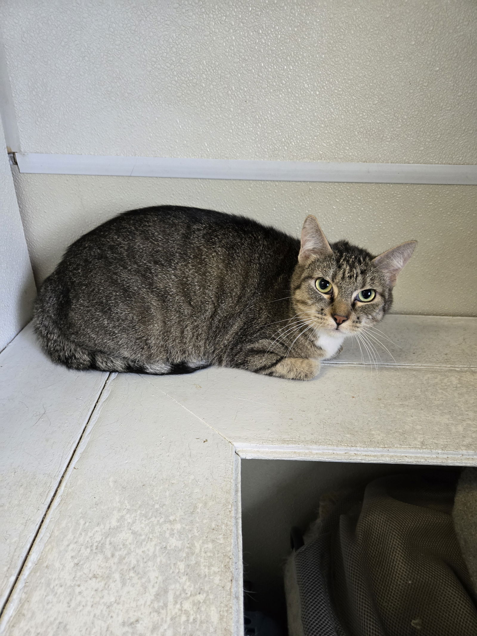 adoptable Cat in Maquoketa, IA named Socks