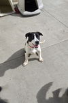 adoptable Dog in maquoketa, IA named Marley