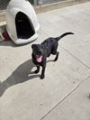 adoptable Dog in maquoketa, IA named Maple