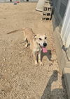 adoptable Dog in  named Loki