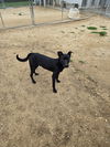 adoptable Dog in  named Nick