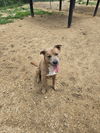 adoptable Dog in maquoketa, IA named Moose