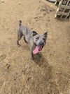 adoptable Dog in maquoketa, IA named Goose
