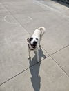 adoptable Dog in maquoketa, IA named Girlie