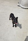 adoptable Dog in  named Eloise