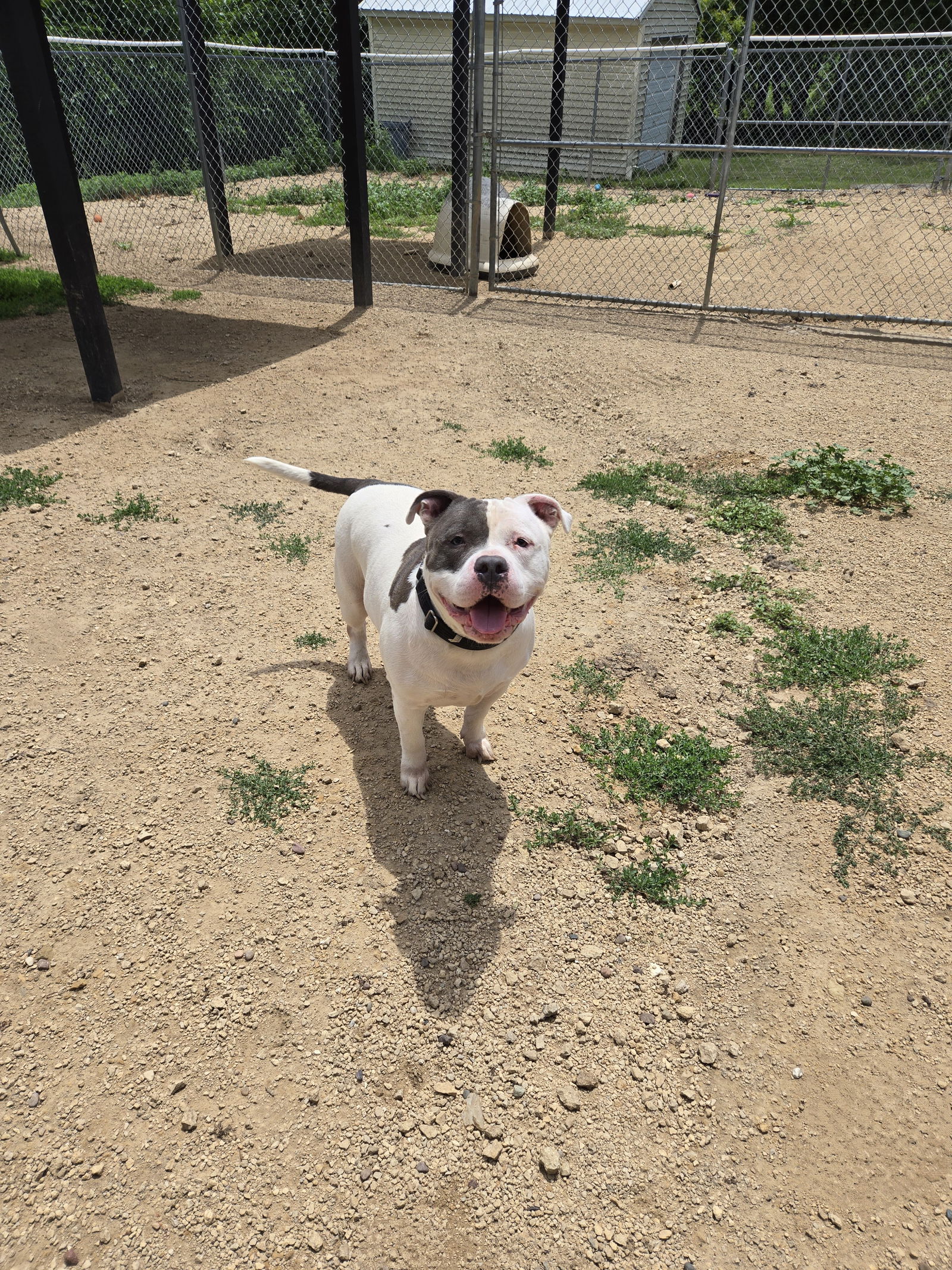 adoptable Dog in Maquoketa, IA named Jake