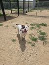 adoptable Dog in maquoketa, IA named Jake