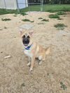 adoptable Dog in  named Crocodile