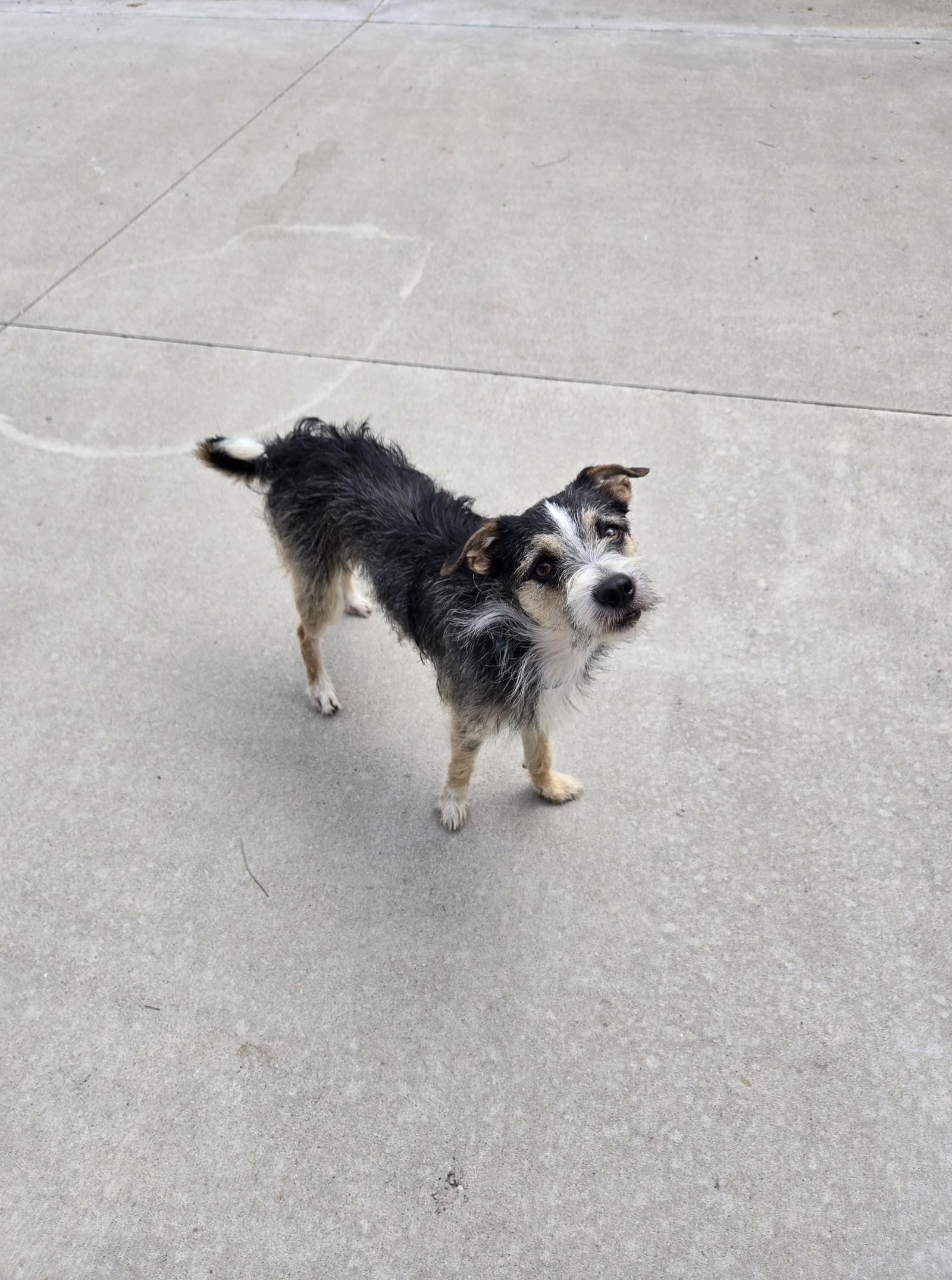 adoptable Dog in Maquoketa, IA named Rocky