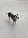 adoptable Dog in  named Rocky
