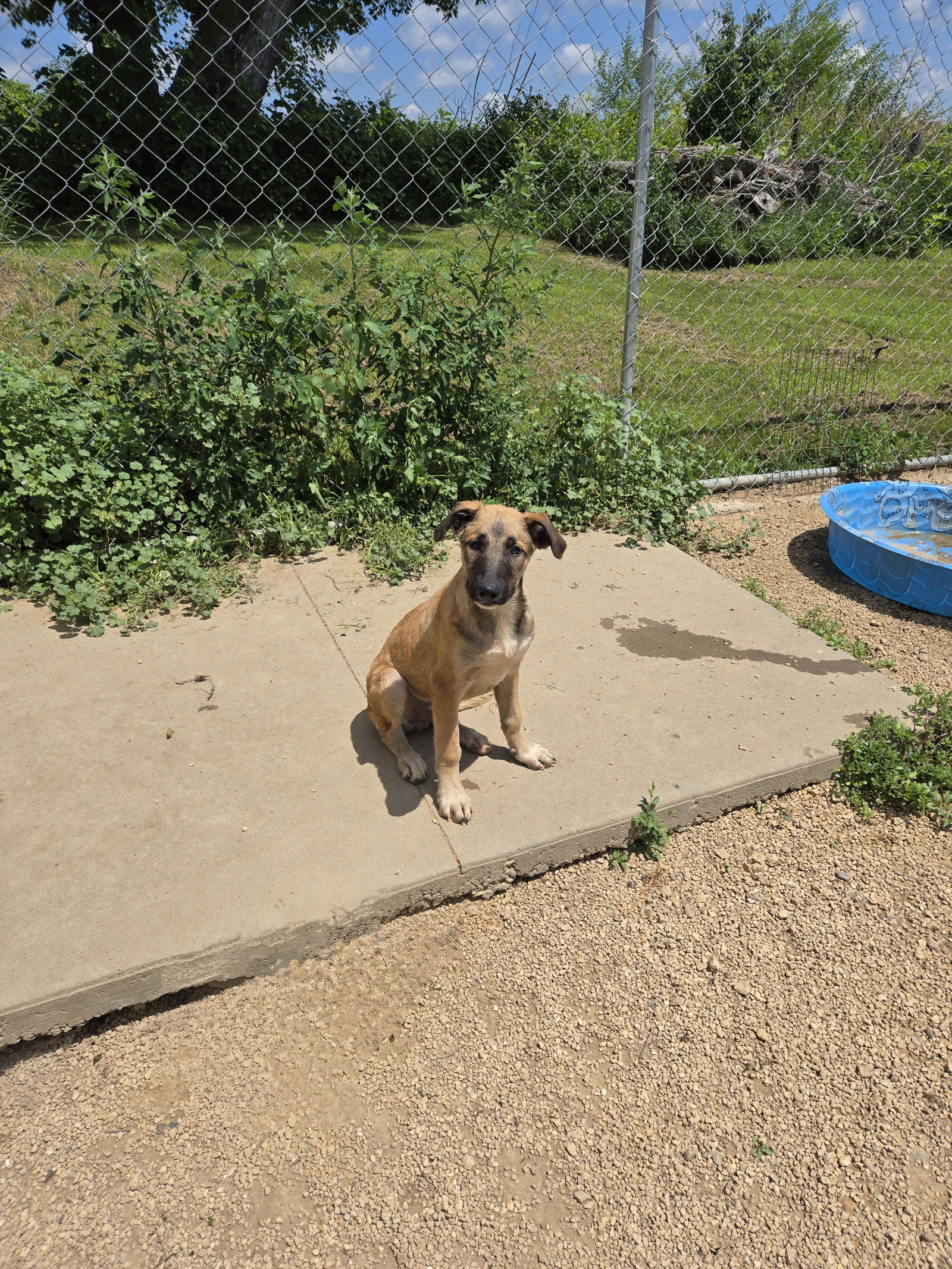 adoptable Dog in Maquoketa, IA named Pluto