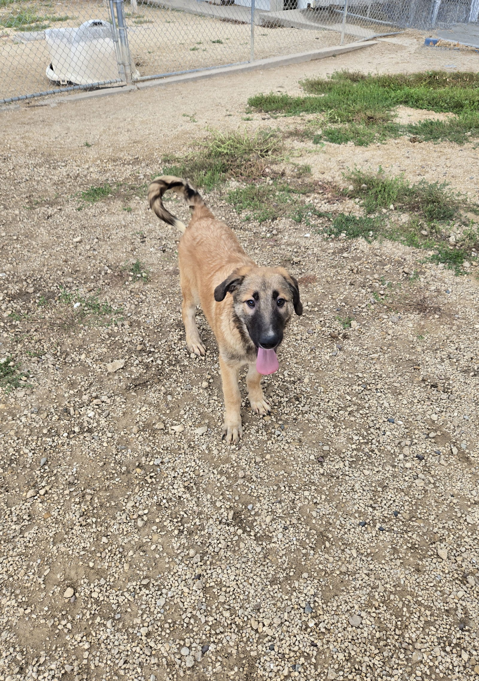 adoptable Dog in Maquoketa, IA named Mickey