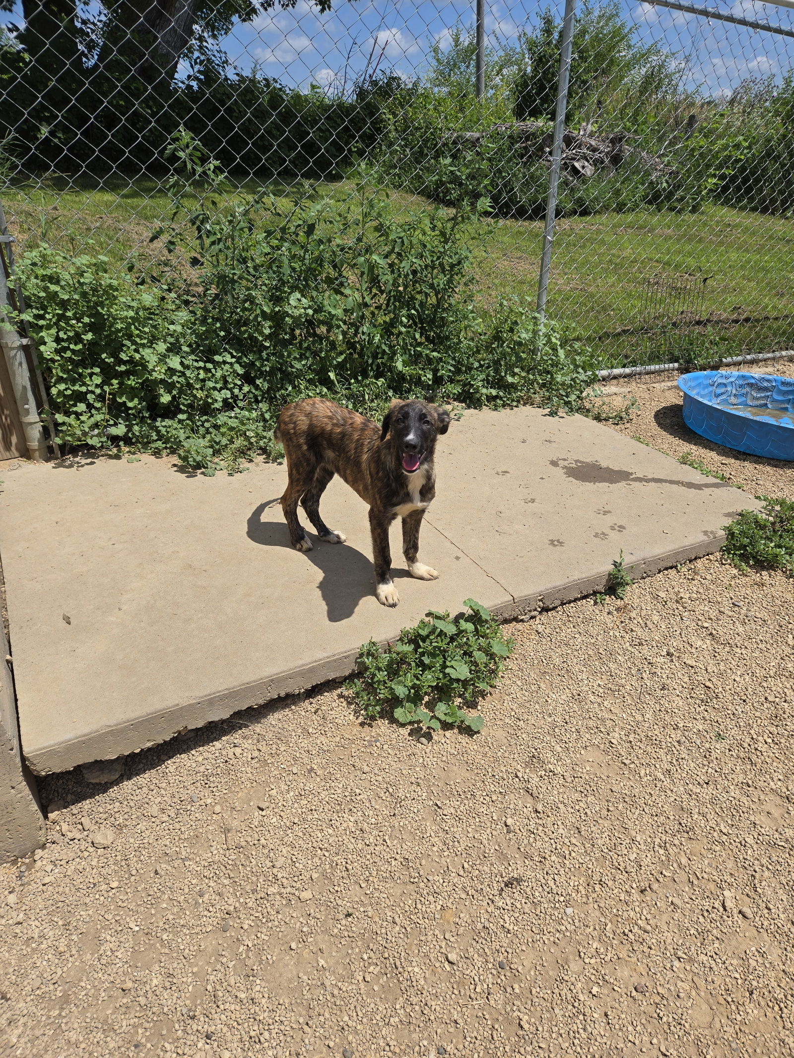 adoptable Dog in Maquoketa, IA named Melody