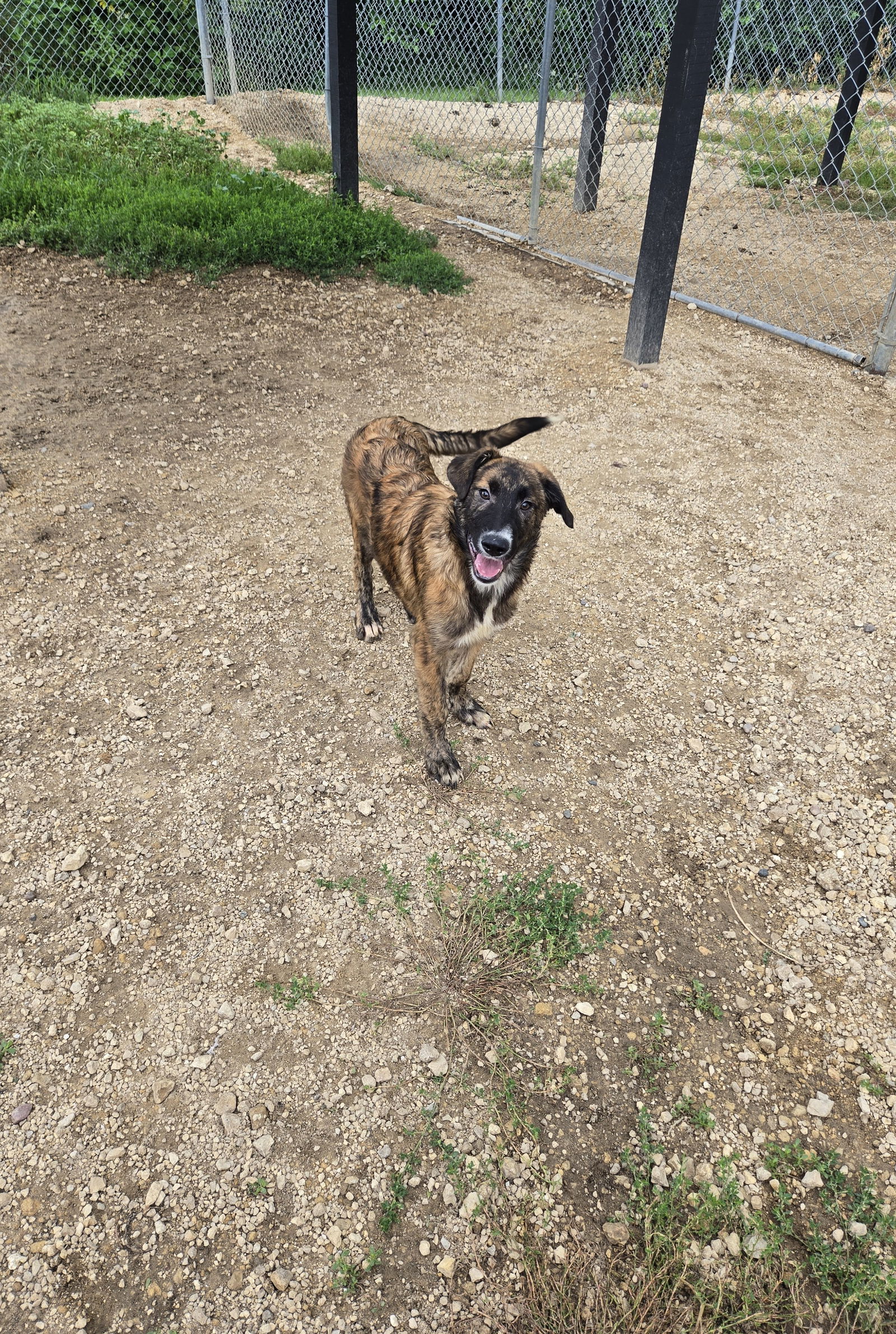 adoptable Dog in Maquoketa, IA named Minnie