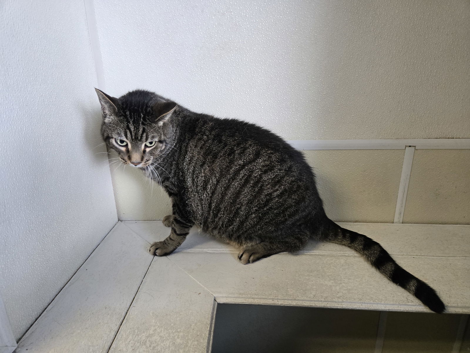 adoptable Cat in Maquoketa, IA named Maverick