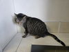 adoptable Cat in maquoketa, IA named Maverick