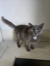 adoptable Cat in maquoketa, IA named Lilac