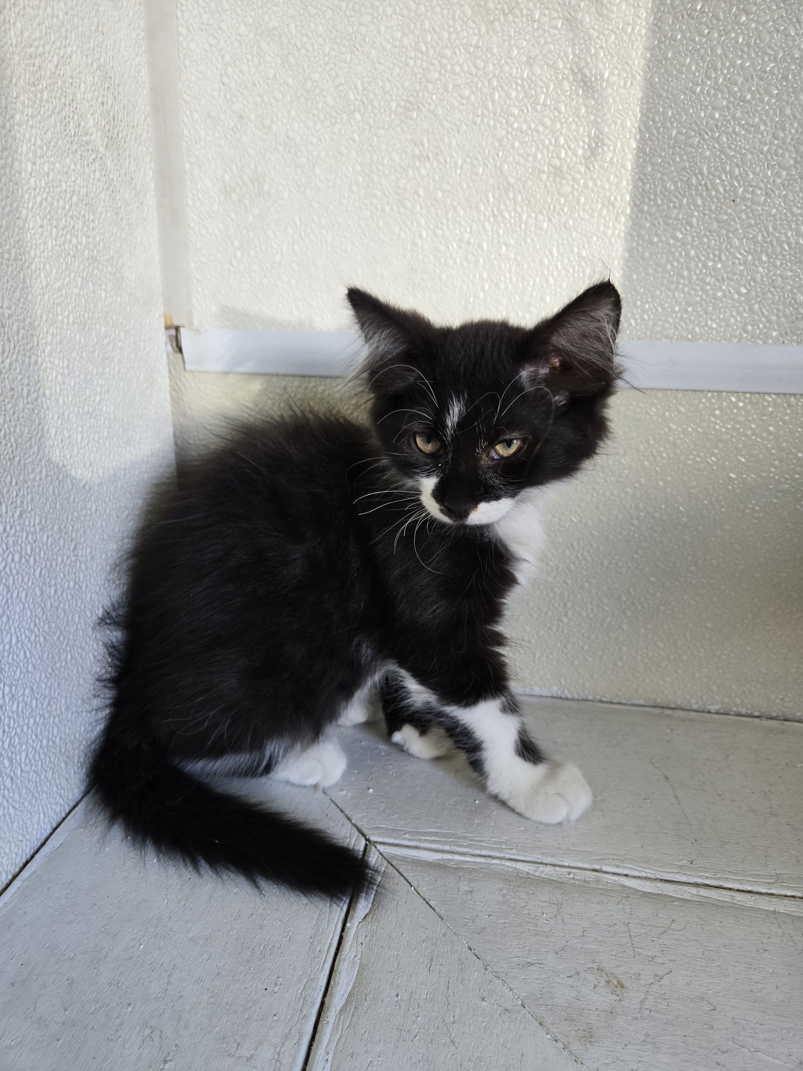 adoptable Cat in Maquoketa, IA named Mustache