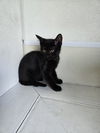 adoptable Cat in , IA named Charcoal
