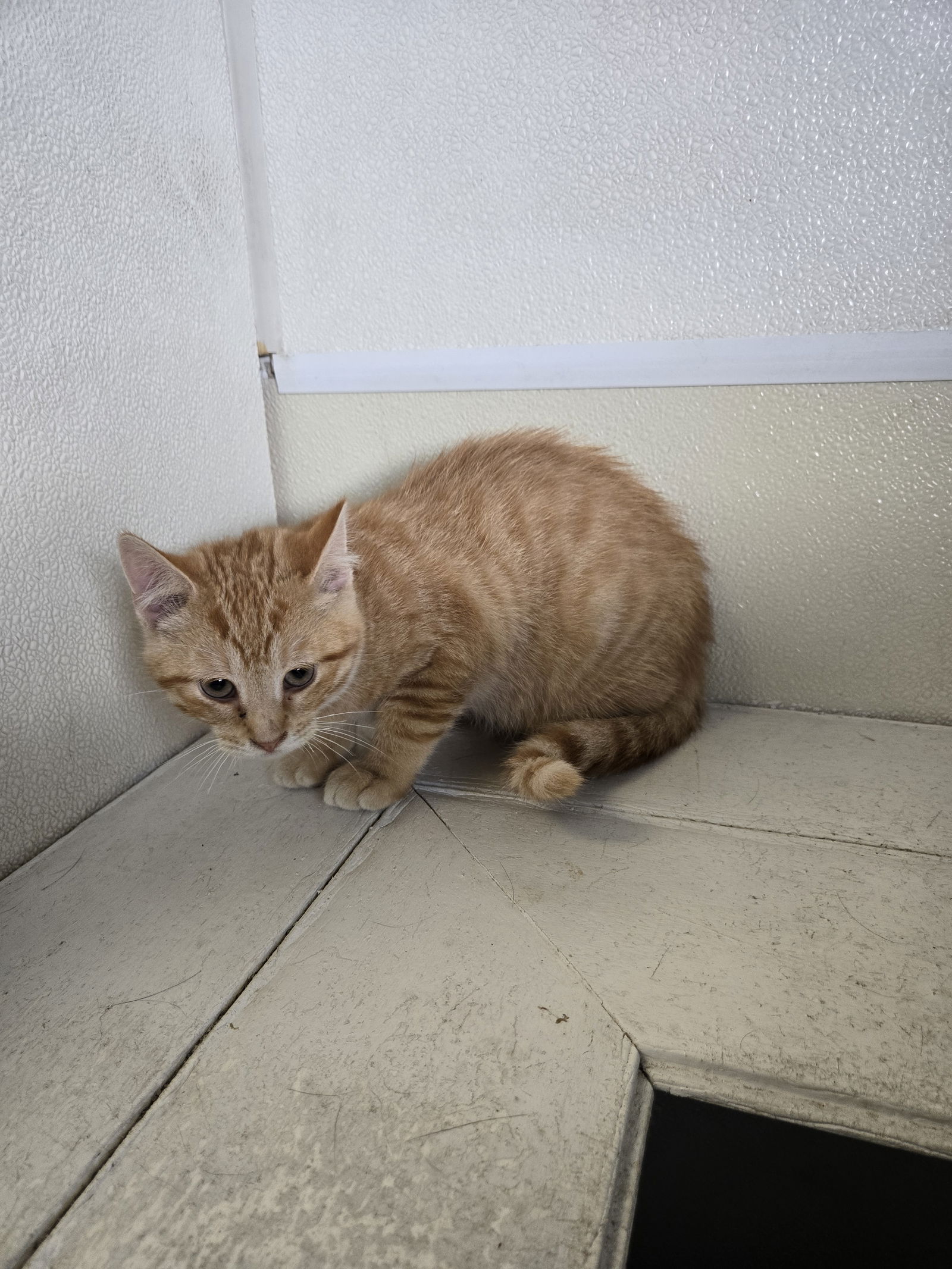 adoptable Cat in Maquoketa, IA named Cheddar